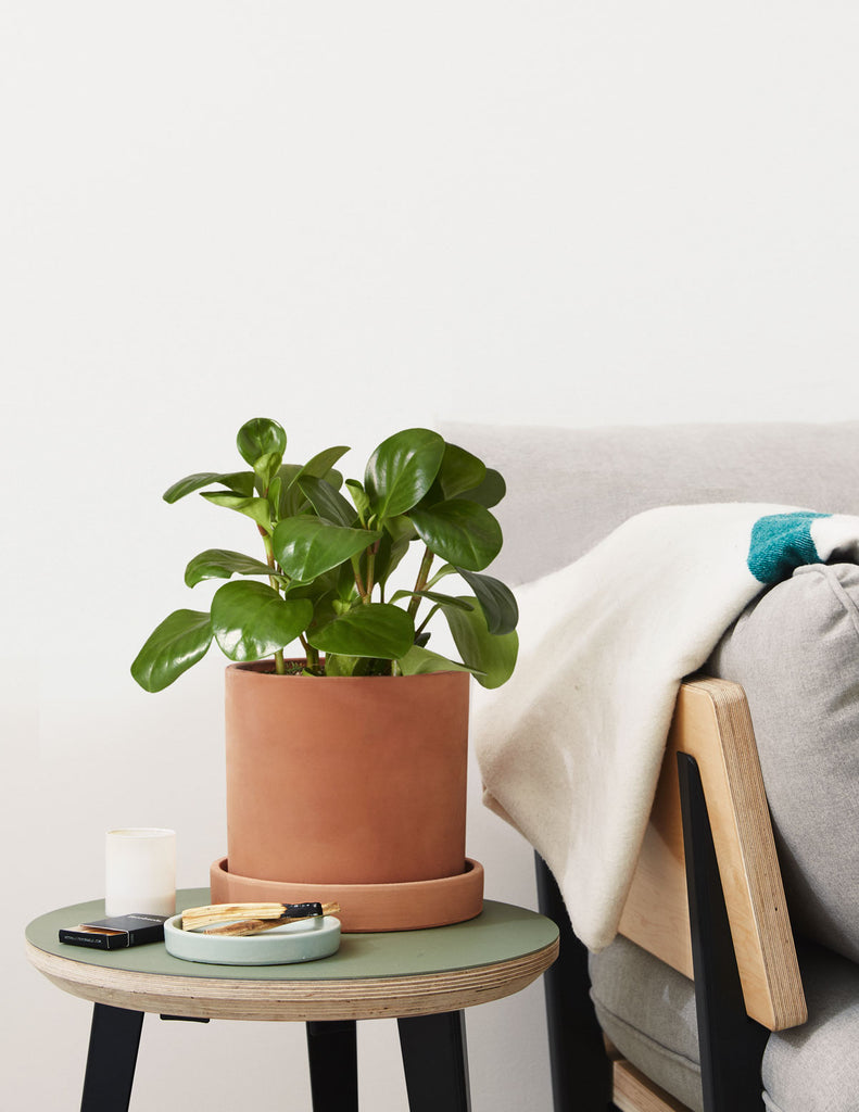 How to care for a Peperomia Obtusifolia