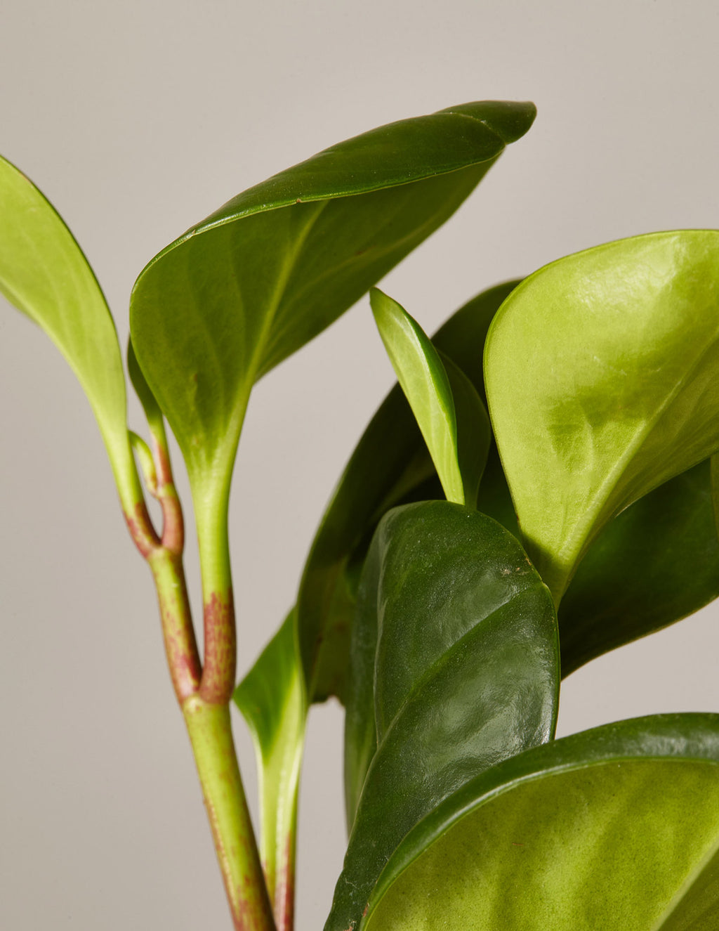 Happy Birthday Peperomia Green