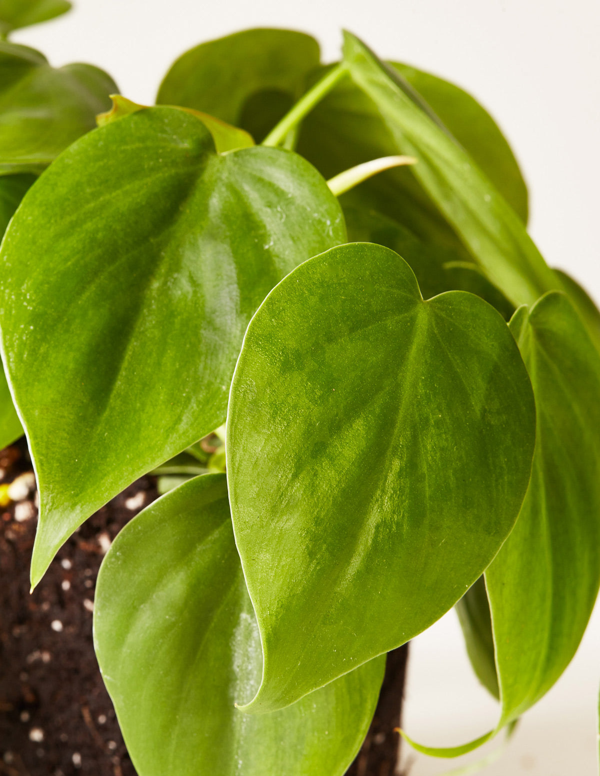 philodendron green heart Heartleaf Philodendron Houseplant with Planter - Medium (5"-8" tall) Lavender Planter