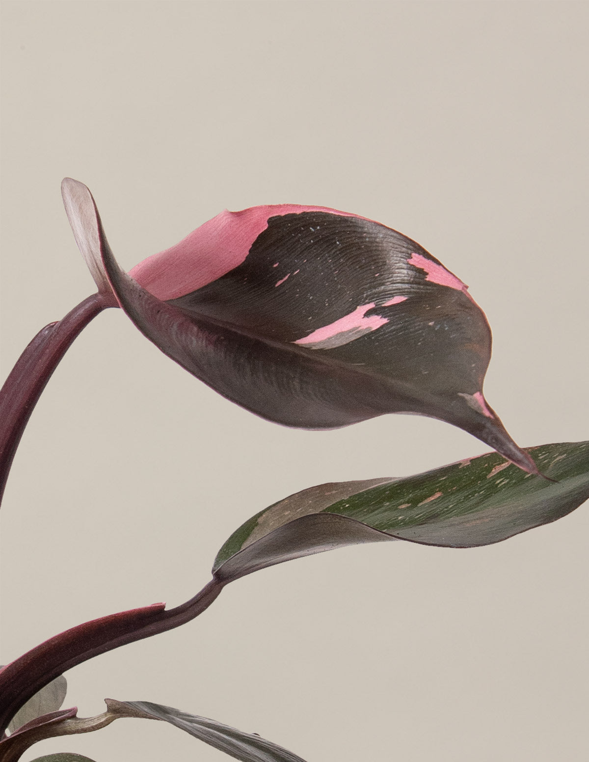 philodendron celebration Fancy Philodendron Bundle | Shop Indoor Houseplants & Gifts