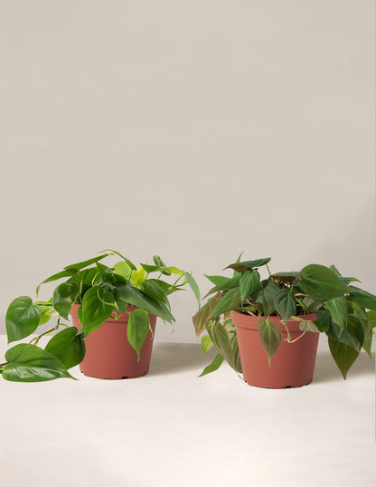 The Philodendron Duo