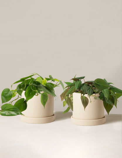 The Philodendron Duo