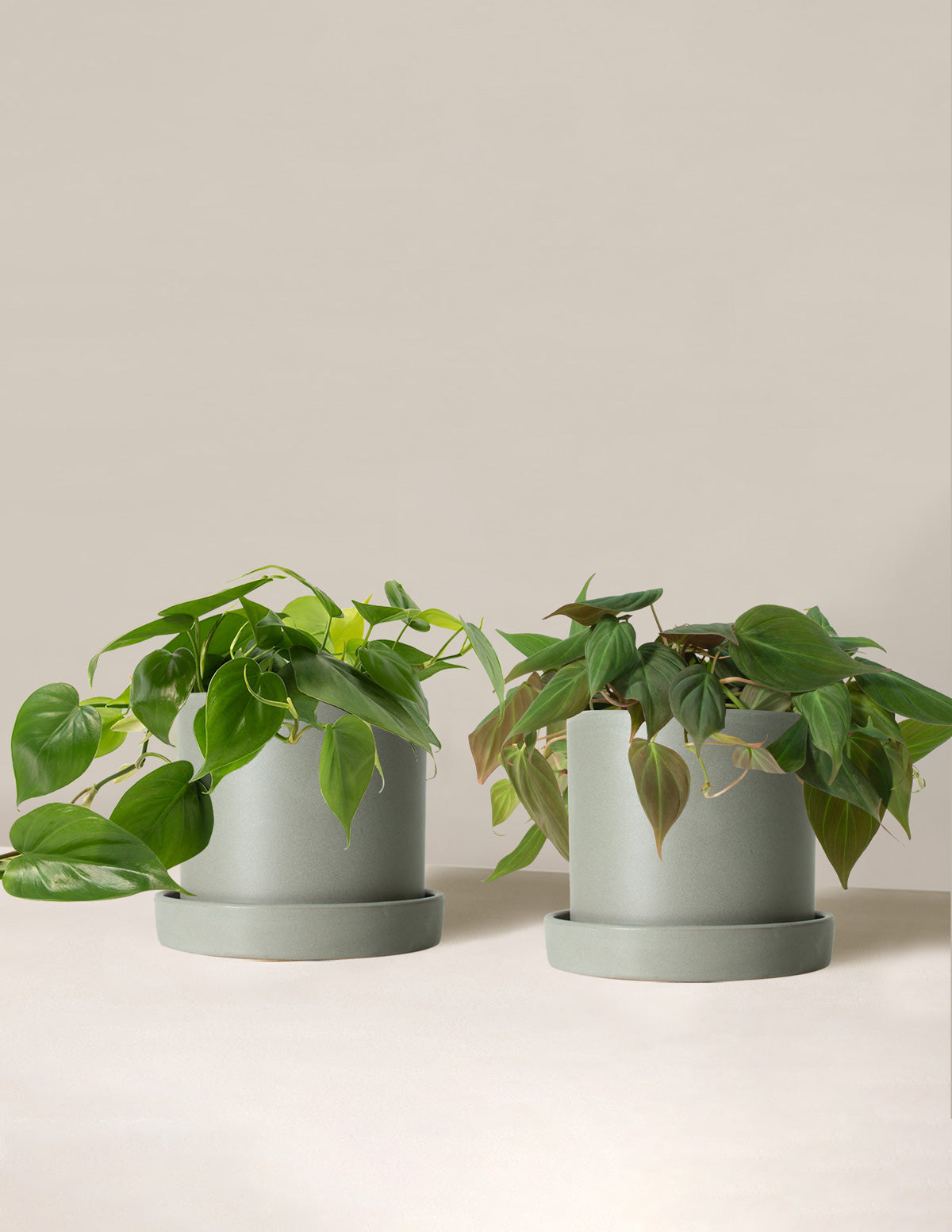 The Philodendron Duo