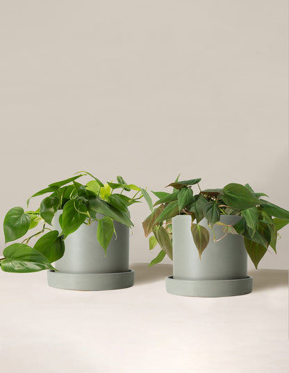 The Philodendron Duo