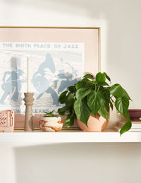 Heartleaf Philodendron