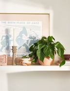 Heartleaf Philodendron