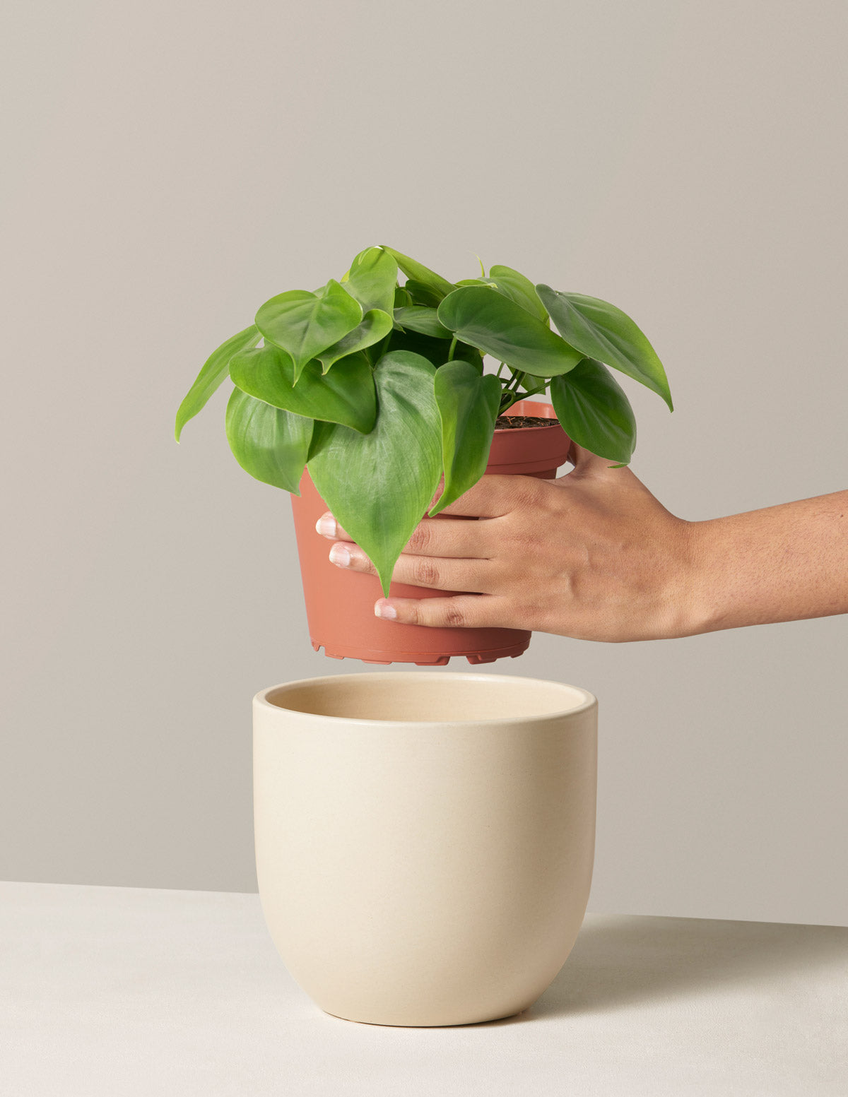 the sill philodendron Heartleaf Philodendron Houseplant with Planter - Medium (5"-8" tall) Lavender Planter