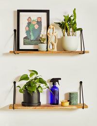 Heartleaf Philodendron