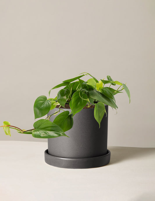 Heartleaf Philodendron