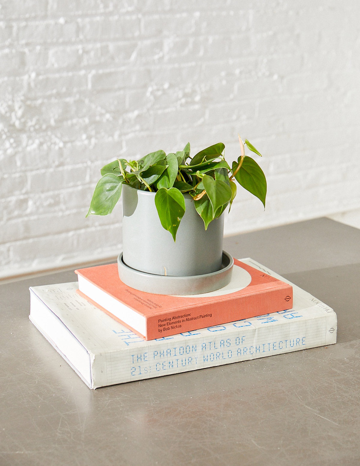 philodendron the sill Heartleaf Philodendron Houseplant with Planter - Medium (5"-8" tall) Lavender Planter