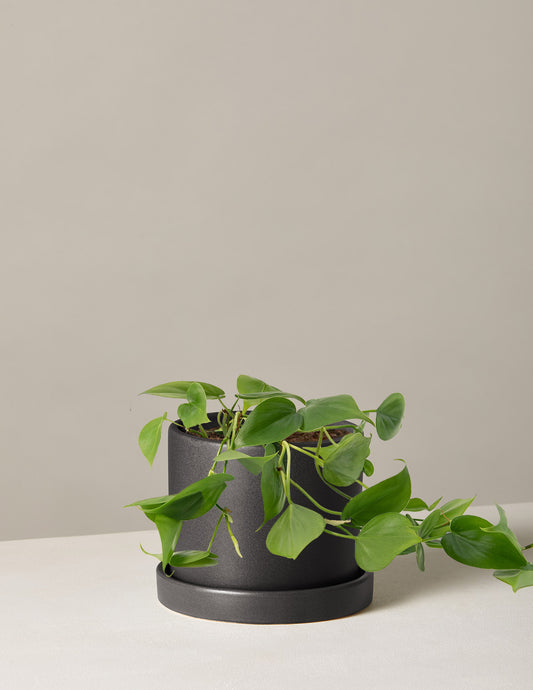 Heartleaf Philodendron