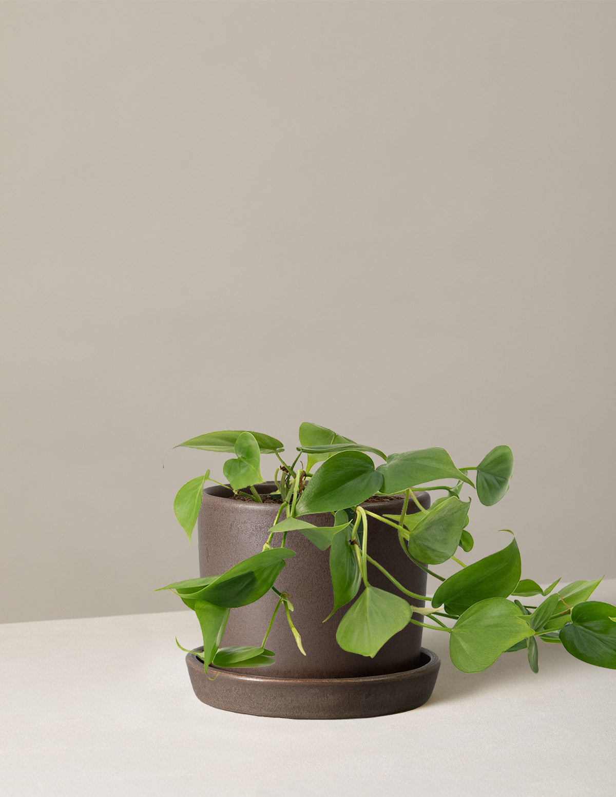 bundle | Small | Hyde | Olive
