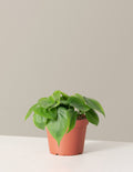 bundle | Medium | Grow Pot
