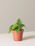 bundle | Small | Grow Pot