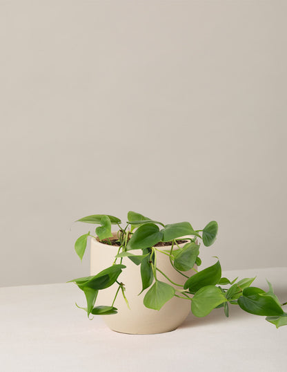 leaf philodendron silk plant Heartleaf Philodendron Houseplant with Planter - Small (3"-6" tall) Cream Planter