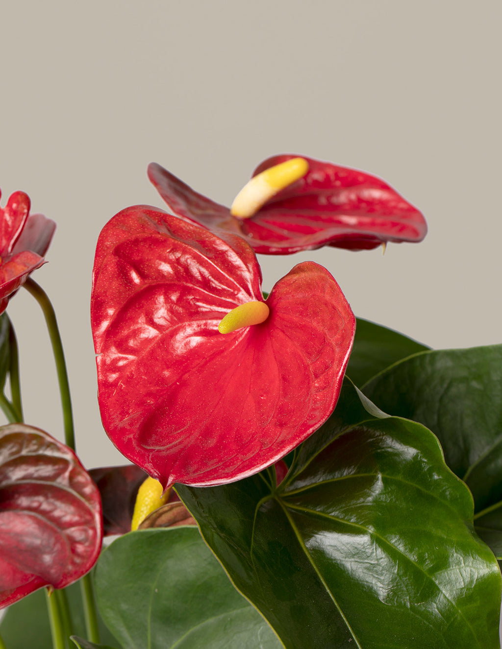 Large Double Anthurium