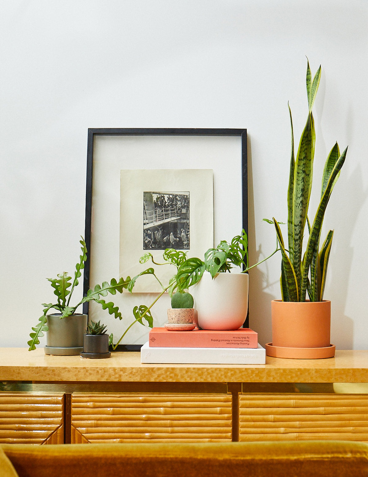sansevieria trifasciata laurentii snake plant Snake Plant Laurentii with Planter - Large (22-24" tall) Sand Planter