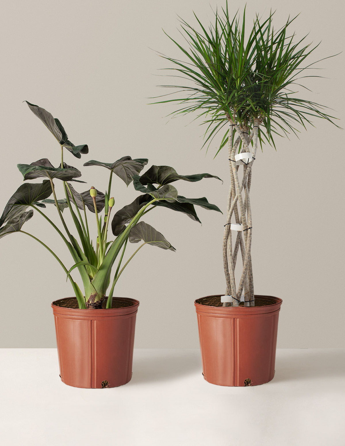 bundle | Large | Grow Pot