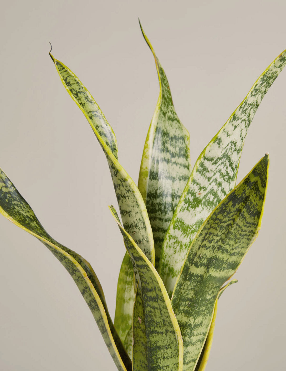 live snake plant Snake Plant Laurentii | Low Light Indoor Plant