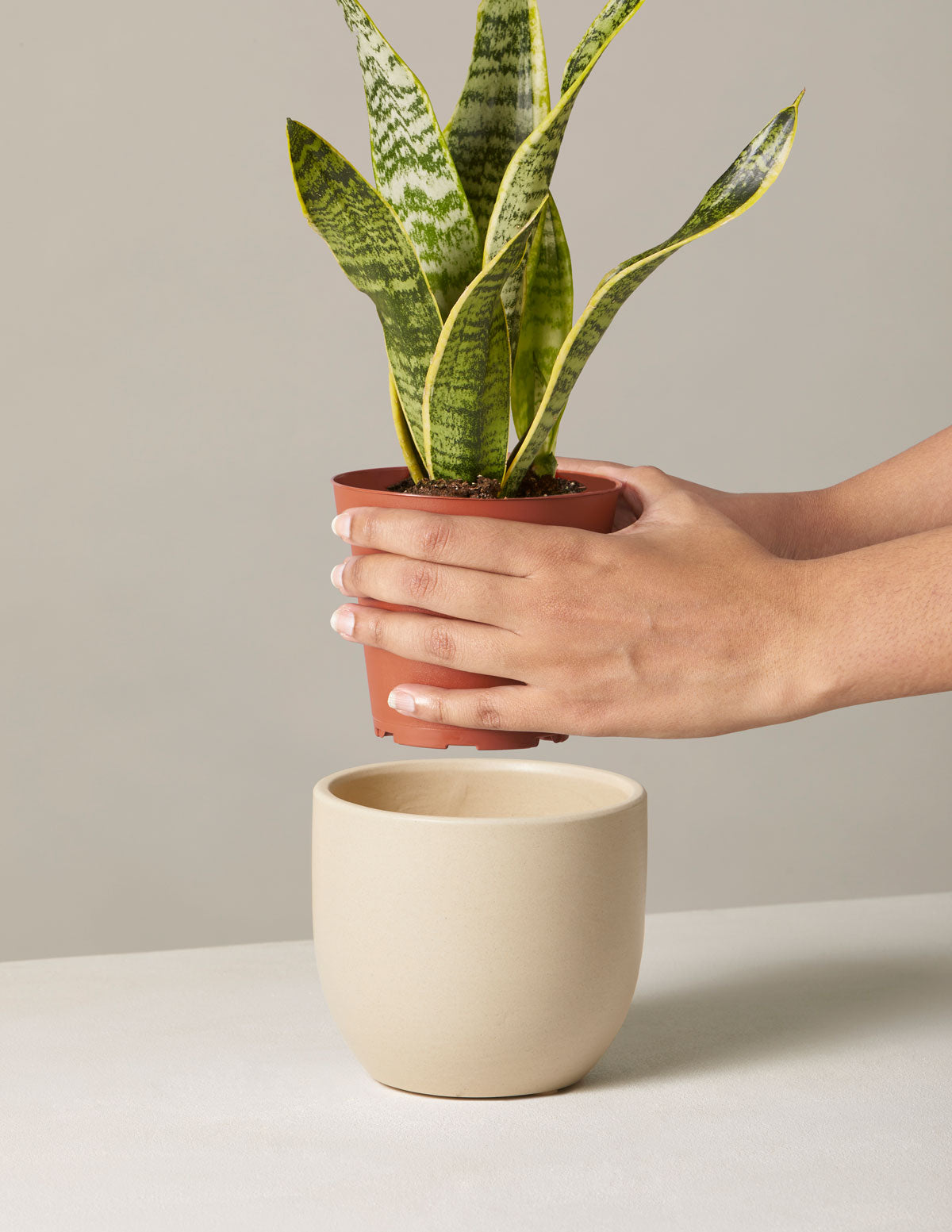 snake laurentii plant Snake Plant Laurentii | Low Light Indoor Plant