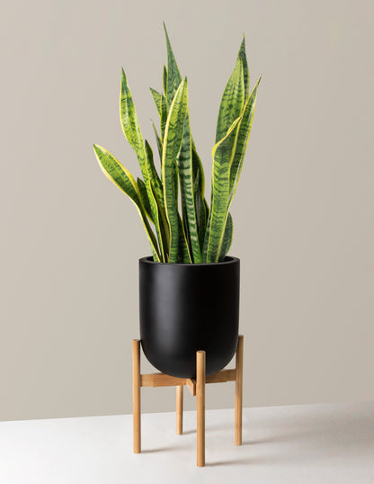 tall indoor plant stand with pot Adjustable Mid-Century Modern Plant Stand | Indoor Planters and Pots