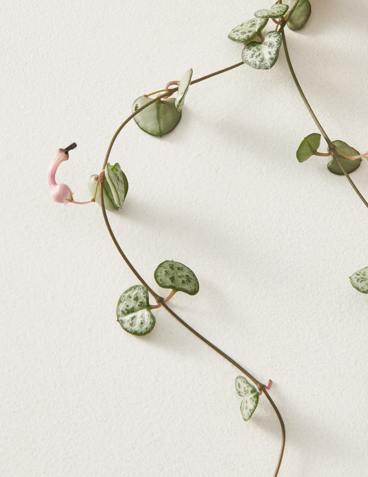 String of Hearts
