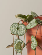 String of Hearts