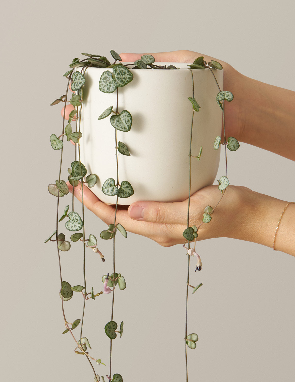 products/the-sill_string-of-hearts_gallery_small_all_all_05.jpg