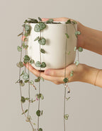 String of Hearts