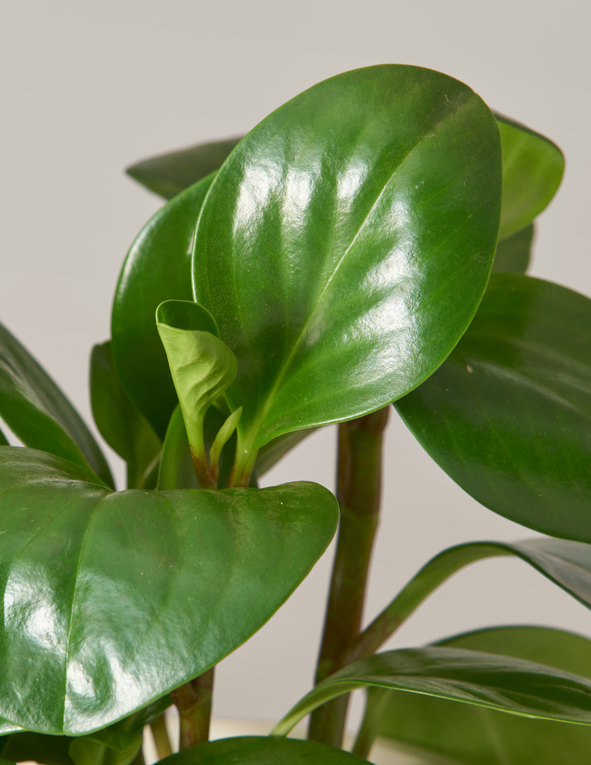 rubber tree pet friendly The Pet-Friendly Bundle Houseplants