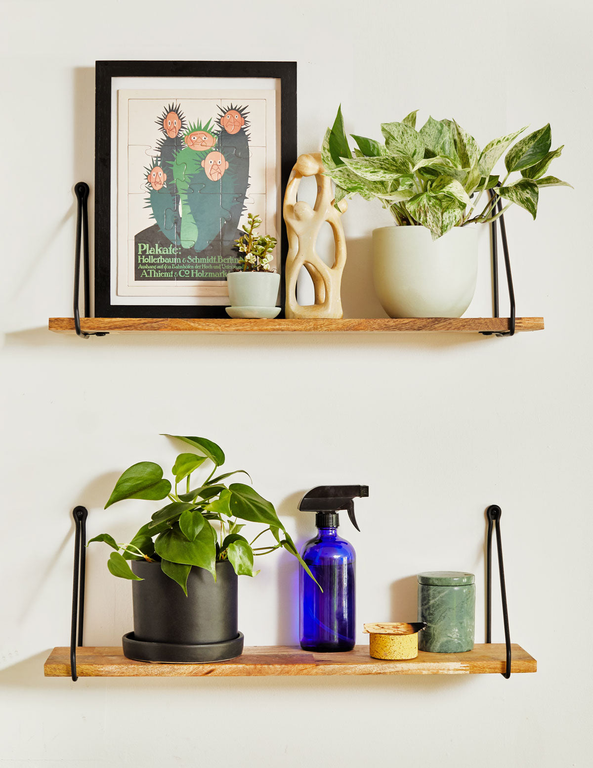 sill pothos Pothos Marble Queen Houseplant with Planter - Medium (5"-10" tall) Mustard Planter
