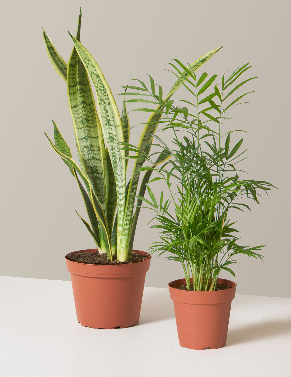 hardy indoor house plants Hardy Houseplants Duo, Small/Medium in Black | Grant