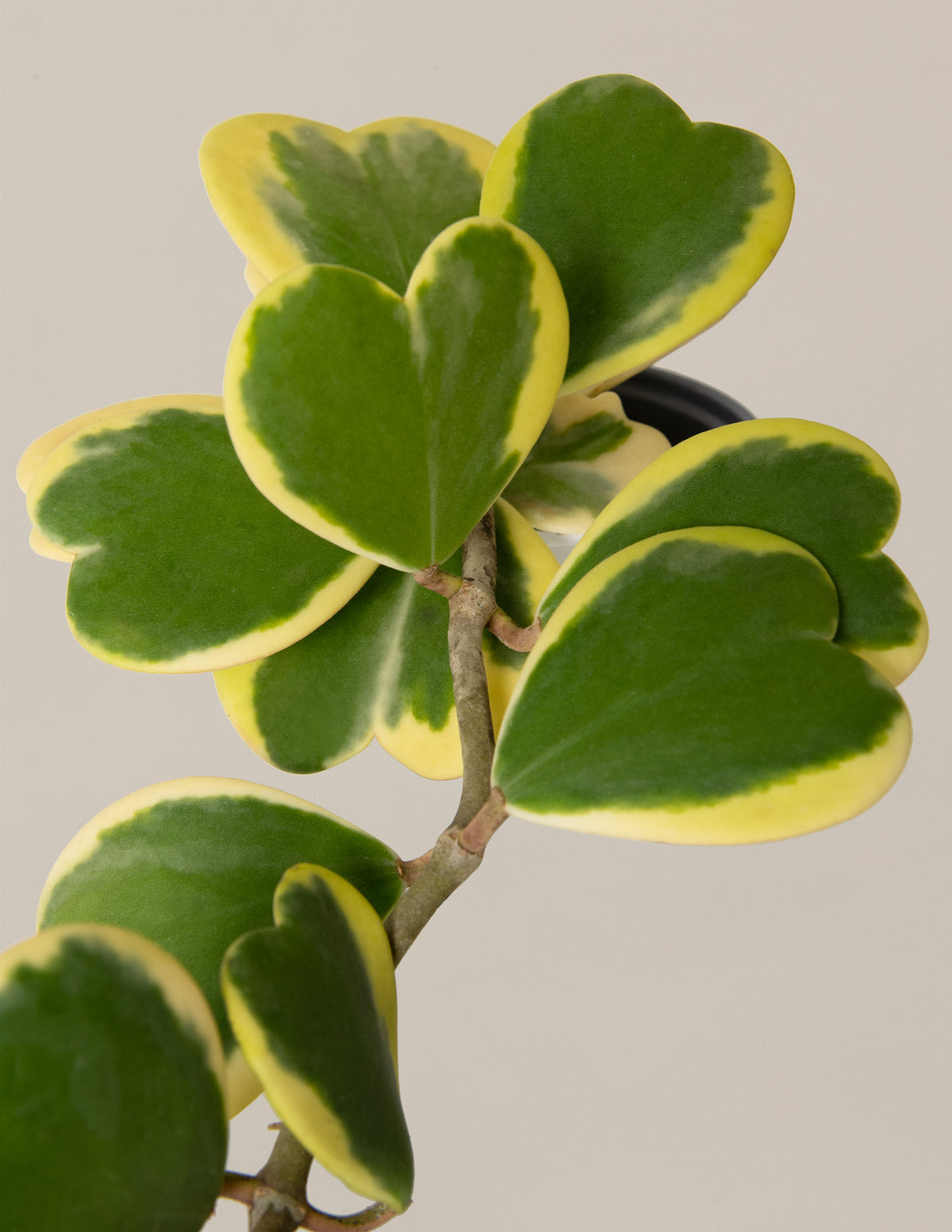 Trailing Hoya Heart