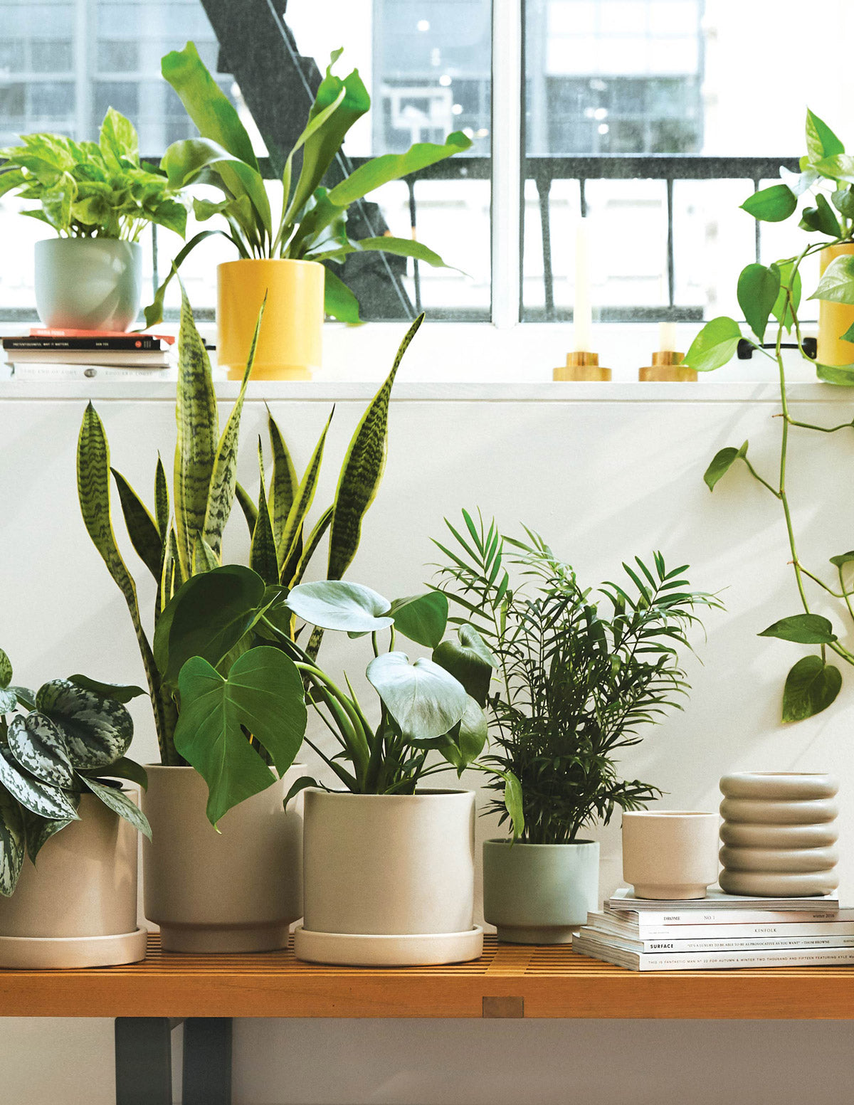 indoor plant consultant Virtual Plant Appointment