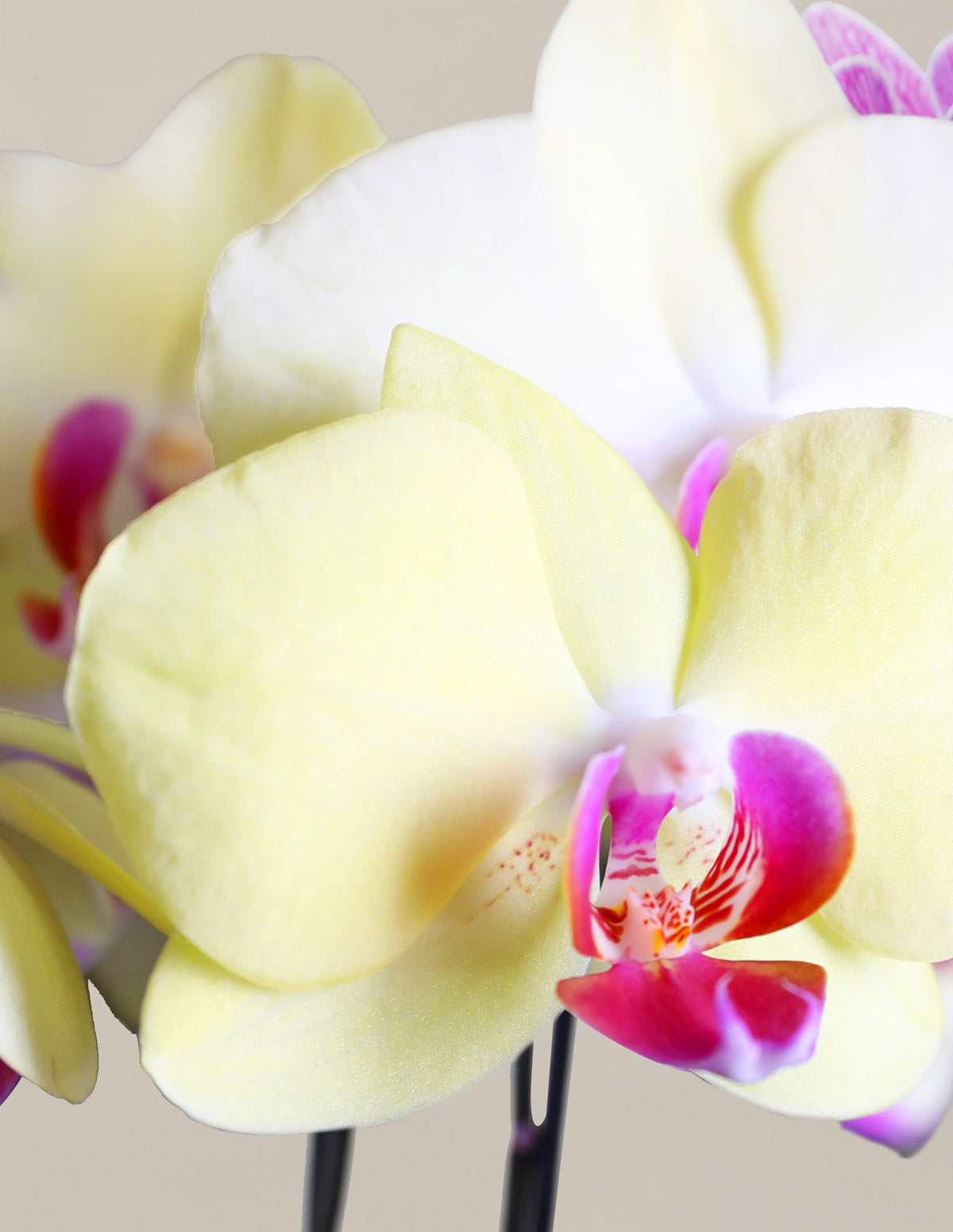 products/the-sill_yellow-orchid_gallery_01_775adde6-3c18-4bfe-bb09-8b234b3d67f4.jpg