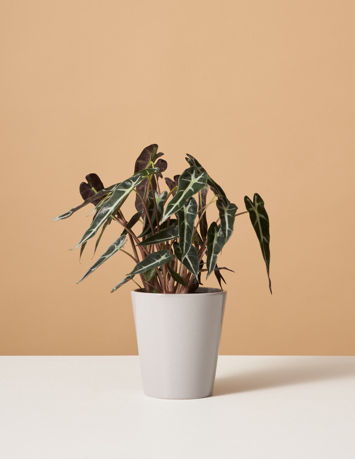 Alocasia Bambino