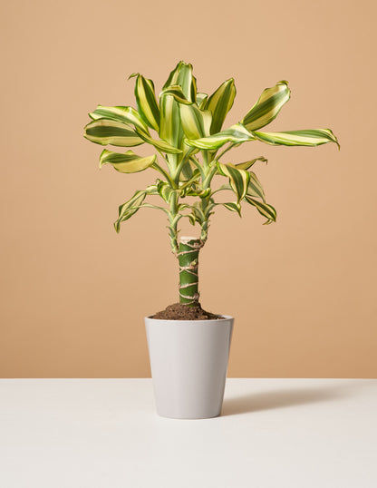 Dracaena Fragrans Sol