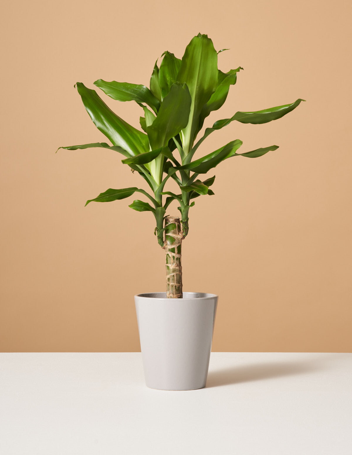 Dracaena Fragrans Green