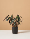 bundle | Small | Grow Pot