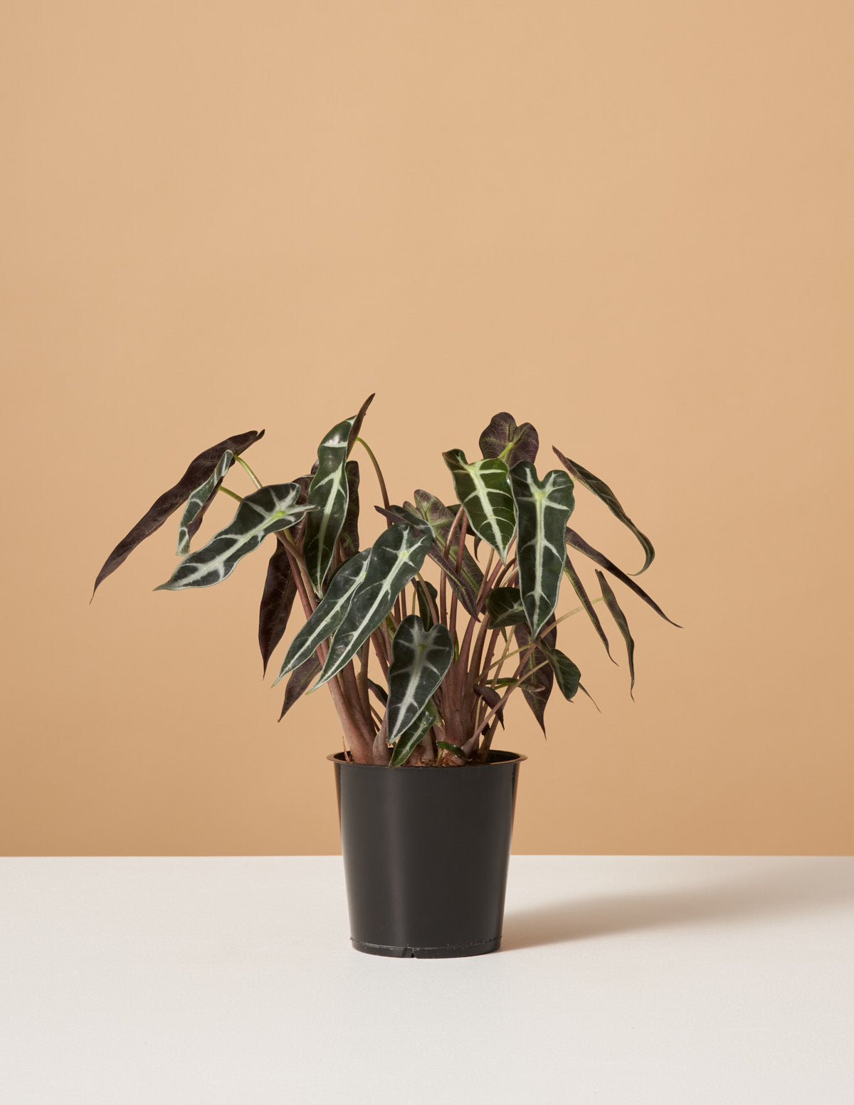 bundle | Small | Grow Pot