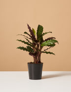 bundle | Small | Grow Pot