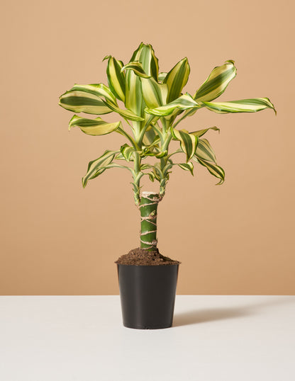 how tall do dracaena fragrans grow Dracaena Fragrans 'Sol' | Houseplants for Delivery