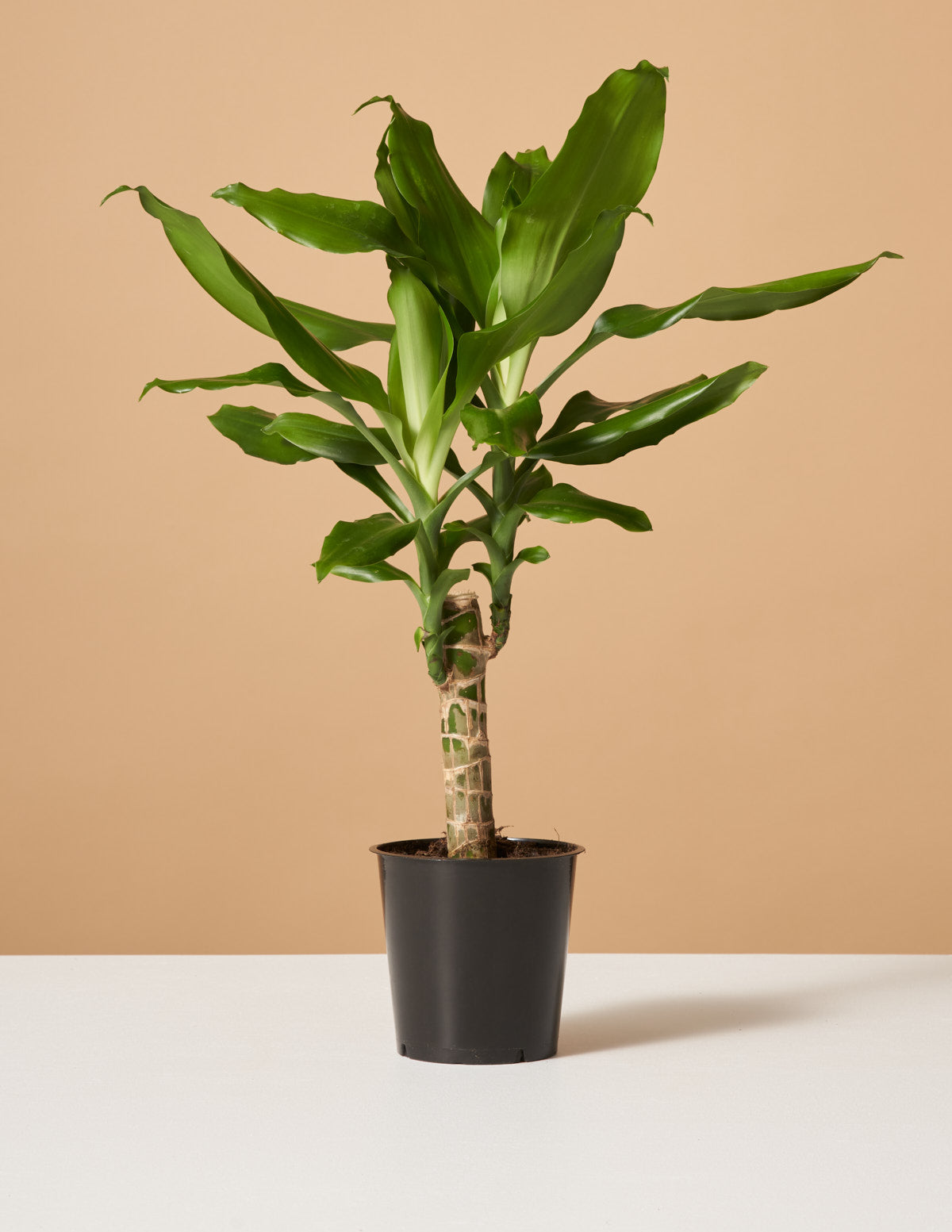 bundle | Small | Grow Pot