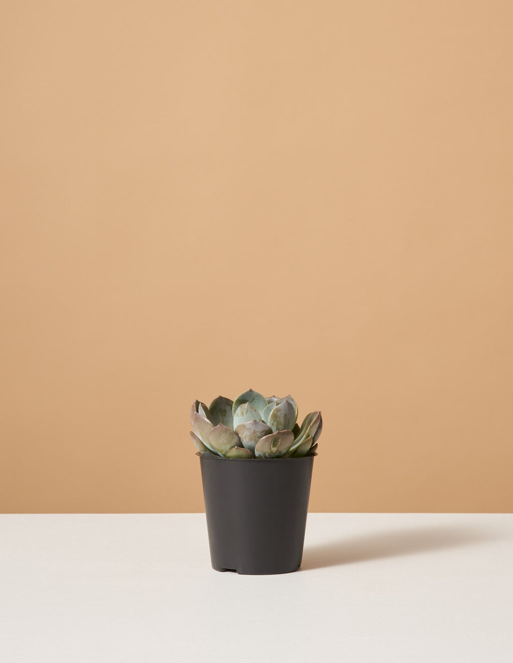 bundle | Small | Grow Pot
