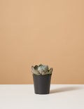 bundle | Small | Grow Pot