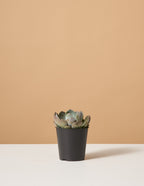 bundle | Small | Grow Pot