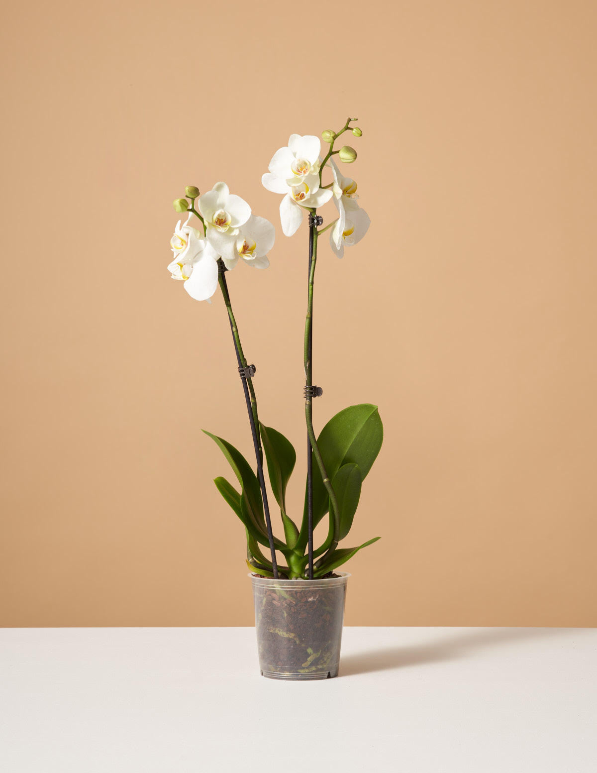 White Orchid Houseplant with Planter - Small (20-28