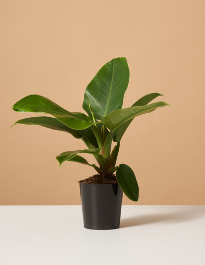 Philodendron Imperial Green