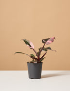 bundle | Small | Grow Pot