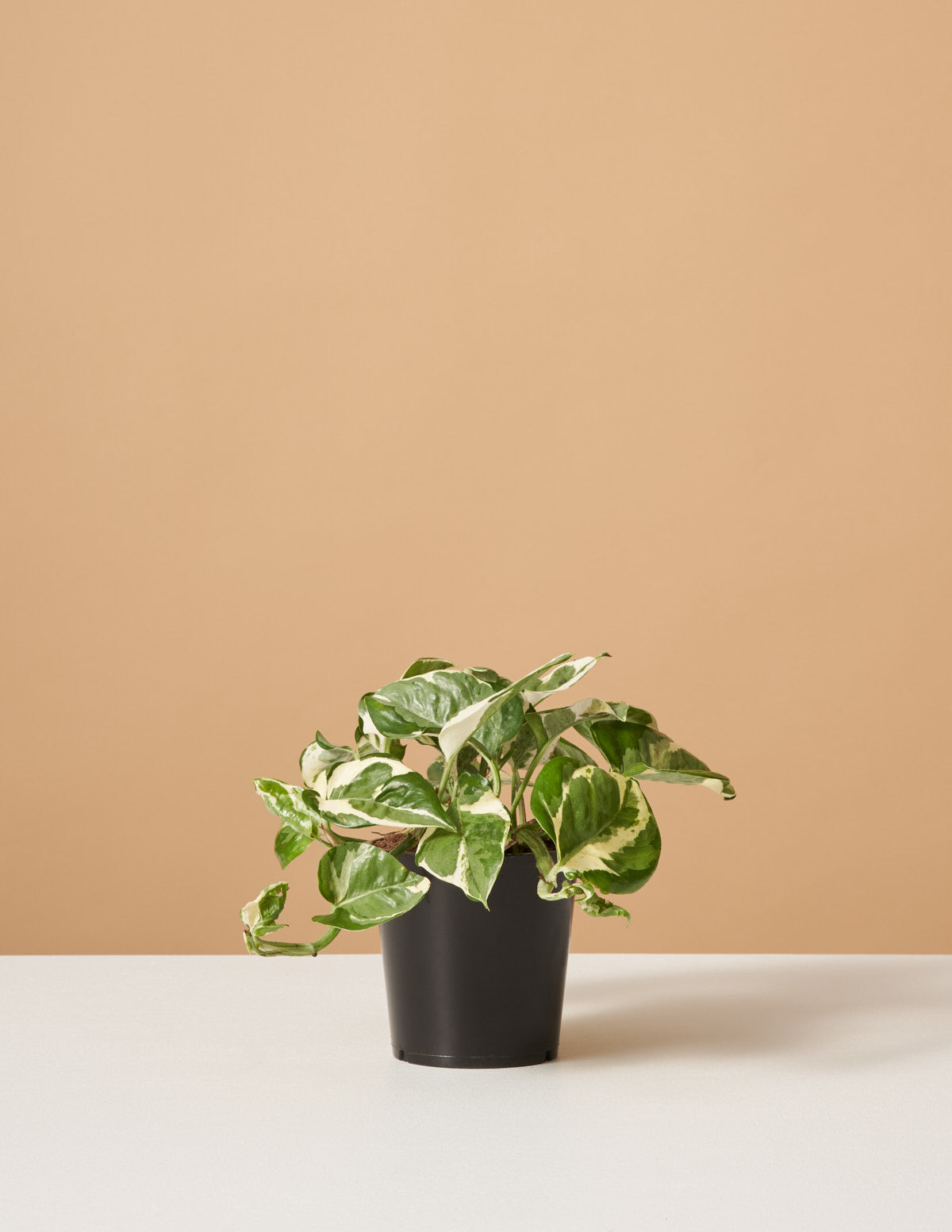 pothos n joy in water Pothos NJoy | Houseplants for Delivery